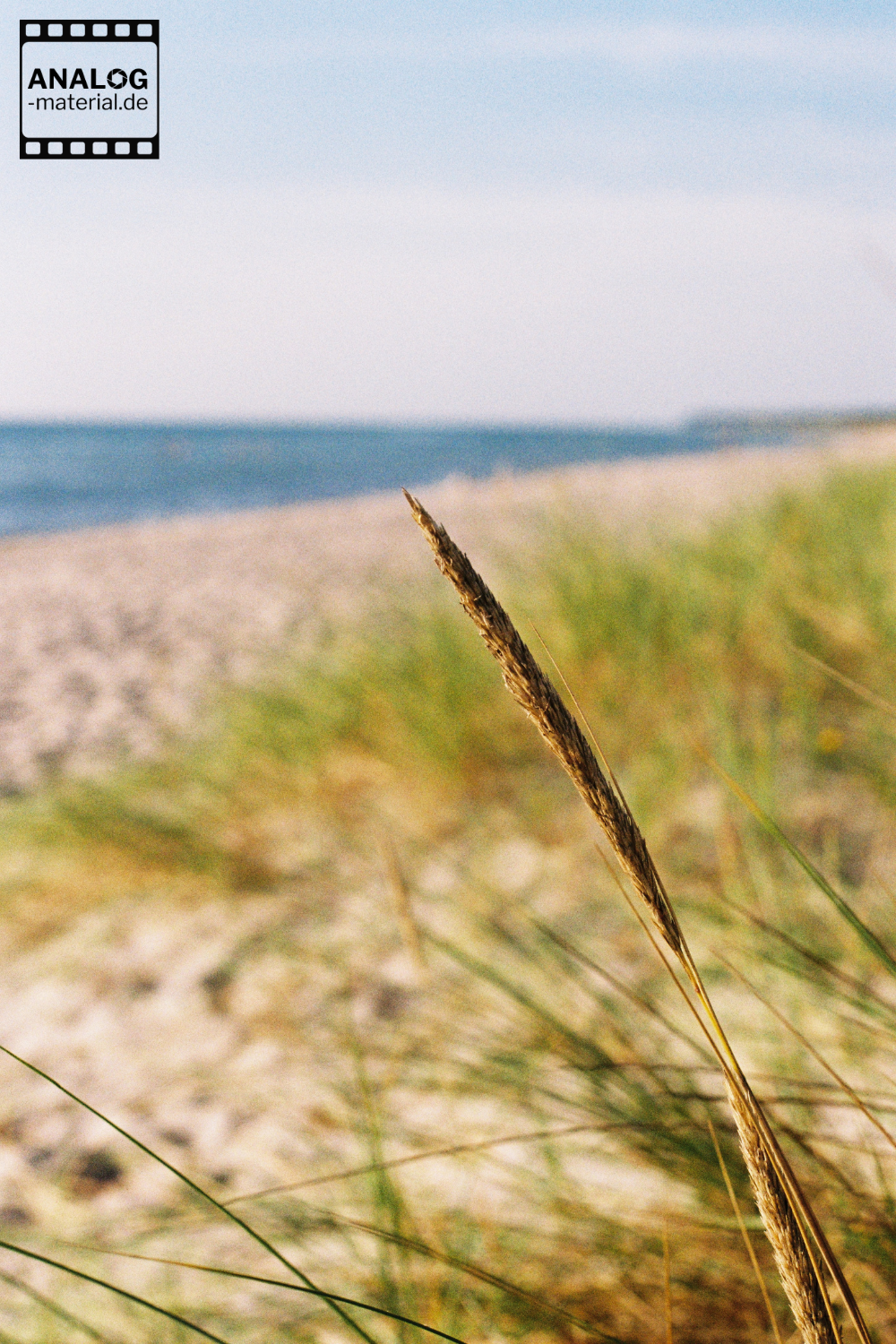 Beispielfoto aufgenommen mit Fuji 200. Grashalm mit Meer im Hintergrund.