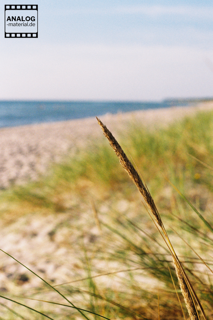 Beispielfoto aufgenommen mit Fuji 200. Grashalm mit Meer im Hintergrund.